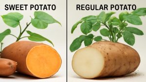 Sweet Potatoes Aren’t Actually Potatoes — Science Reveals the Real Story